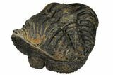 Bumpy, Enrolled Drotops Trilobite - Around #92496-5
